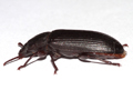 Tenebrio molitor
